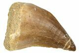 Fossil Mosasaur (Thalassotitan) Tooth - Morocco #374525-1